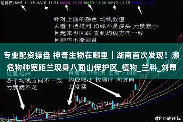 专业配资操盘 神奇生物在哪里｜湖南首次发现！濒危物种宽距兰现身八面山保护区_植物_兰科_刘昂